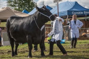 KEITH SHOW 2017 IBI-2565
