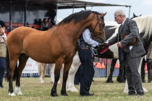 KEITH SHOW 2018 IBI -7602