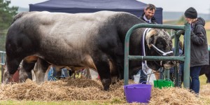 KEITH SHOW 2018 IBI -8412