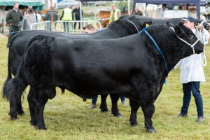 KEITH SHOW 2018 IBI -8446