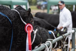 KEITH SHOW 2018 IBI -8647