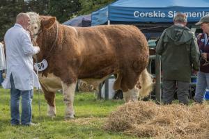 KEITH SHOW 2019 11TH -12TH AUG  IBI KEITH  -274