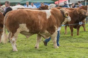 KEITH SHOW 2019 11TH -12TH AUG  IBI KEITH  -275