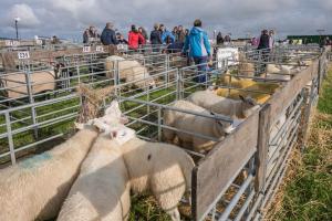KEITH SHOW 2019 11TH -12TH AUG  IBI KEITH  -277