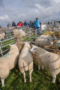KEITH SHOW 2019 11TH -12TH AUG  IBI KEITH  -278