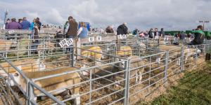 KEITH SHOW 2019 11TH -12TH AUG  IBI KEITH  -280