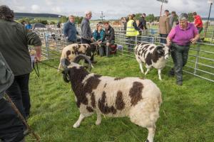 KEITH SHOW 2019 11TH -12TH AUG  IBI KEITH  -285