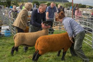 KEITH SHOW 2019 11TH -12TH AUG  IBI KEITH  -290