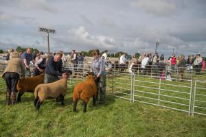 KEITH SHOW 2019 11TH -12TH AUG  IBI KEITH  -291