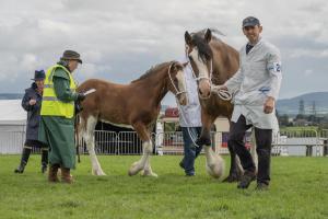 KEITH SHOW 2019 11TH -12TH AUG  IBI KEITH  -296