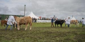 KEITH SHOW 2019 11TH -12TH AUG  IBI KEITH  -300