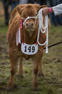KEITH SHOW 2019 11TH -12TH AUG  IBI KEITH  -343
