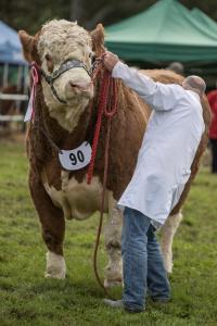 KEITH SHOW 2019 11TH -12TH AUG  IBI KEITH  -345