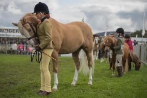 KEITH SHOW 2019 11TH -12TH AUG  IBI KEITH  -380
