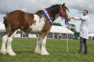 KEITH SHOW 2019 11TH -12TH AUG  IBI KEITH  -419