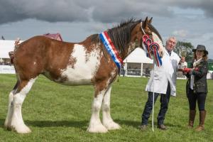 KEITH SHOW 2019 11TH -12TH AUG  IBI KEITH  -421