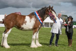 KEITH SHOW 2019 11TH -12TH AUG  IBI KEITH  -422