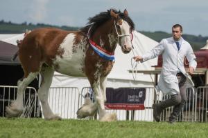KEITH SHOW 2019 11TH -12TH AUG  IBI KEITH  -425
