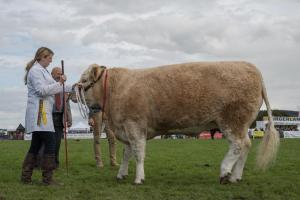 KEITH SHOW 2019 11TH -12TH AUG  IBI KEITH  -435