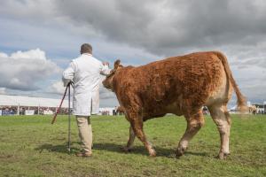 KEITH SHOW 2019 11TH -12TH AUG  IBI KEITH  -441