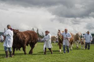 KEITH SHOW 2019 11TH -12TH AUG  IBI KEITH  -445