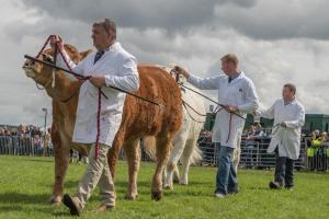 KEITH SHOW 2019 11TH -12TH AUG  IBI KEITH  -449