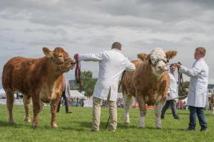 KEITH SHOW 2019 11TH -12TH AUG  IBI KEITH  -451