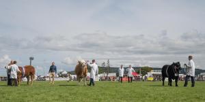 KEITH SHOW 2019 11TH -12TH AUG  IBI KEITH  -458