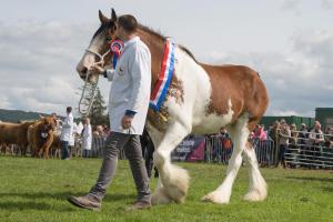 KEITH SHOW 2019 11TH -12TH AUG  IBI KEITH  -498