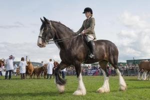 KEITH SHOW 2019 11TH -12TH AUG  IBI KEITH  -517