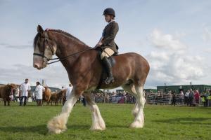 KEITH SHOW 2019 11TH -12TH AUG  IBI KEITH  -518