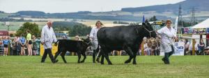 AGM 4198